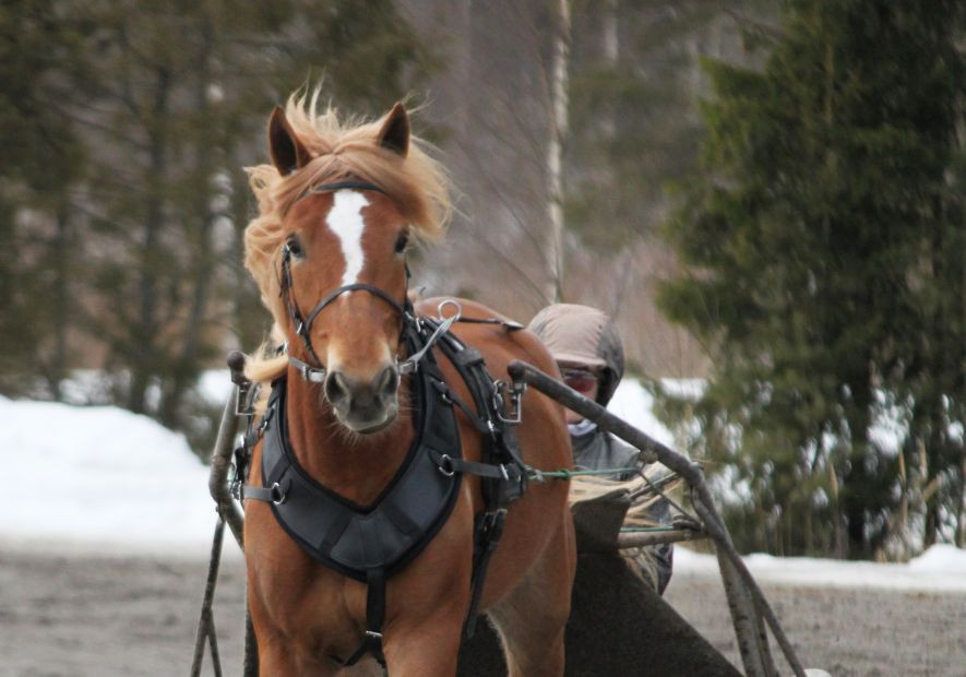 Länkirintaremmi on täydellinen treeniajoon