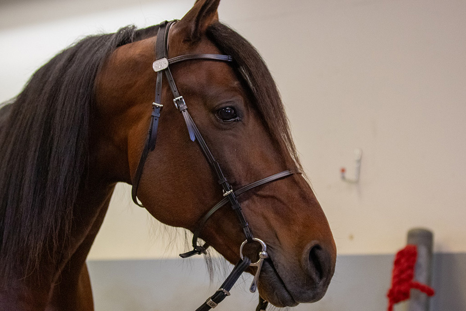 Harness Racing image