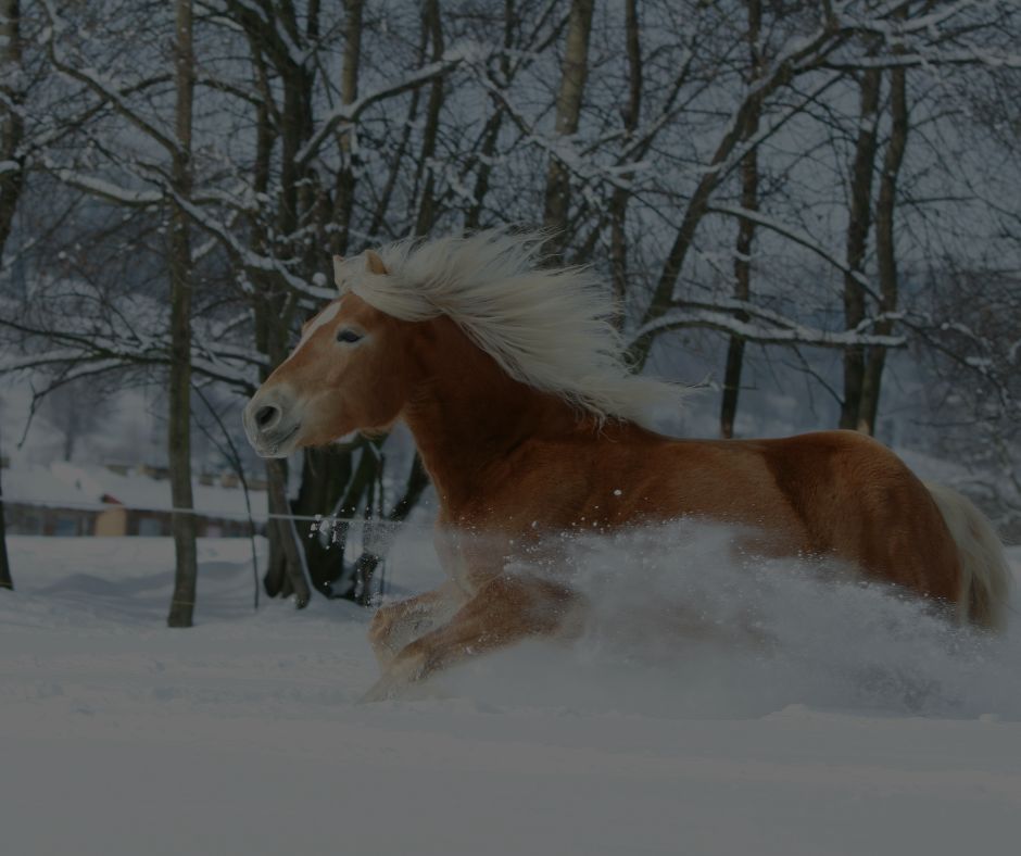 <span>SE</span> NYHETER